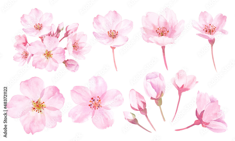 春の花：桜の花の水彩イラスト。構成要素のセット。