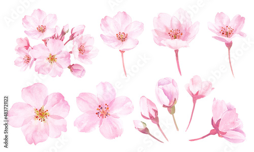 春の花：桜の花の水彩イラスト。構成要素のセット。