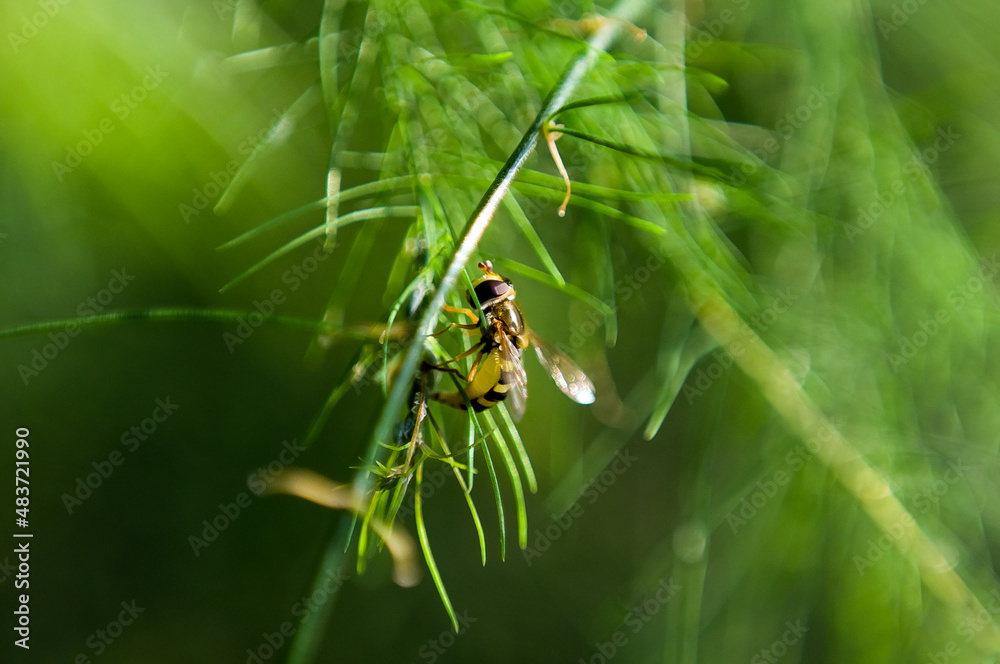 Pszczoła owad na zielonej gałązce rozmyte tło ujęcie z bliska - obrazy, fototapety, plakaty 