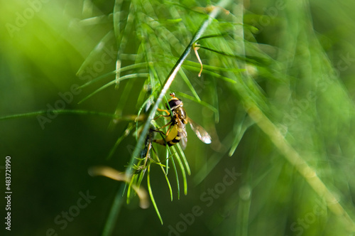 Pszczoła owad na zielonej gałązce rozmyte tło ujęcie z bliska