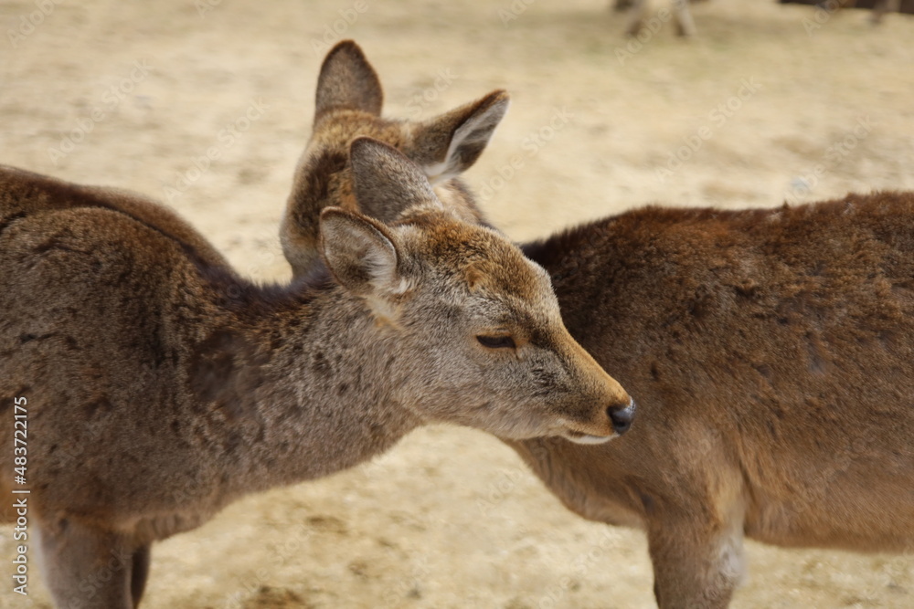 Fototapeta premium 鹿の使い