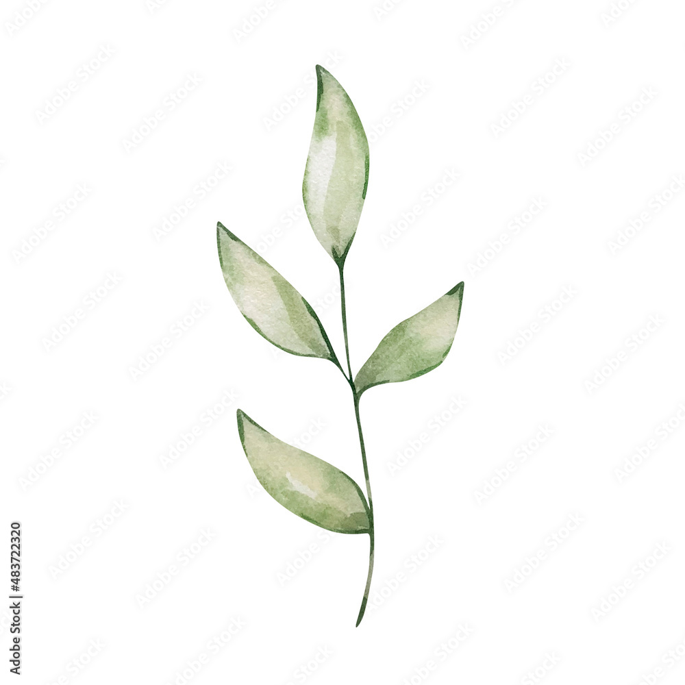 Watercolor branch with green leave Watercolor branch with green leave