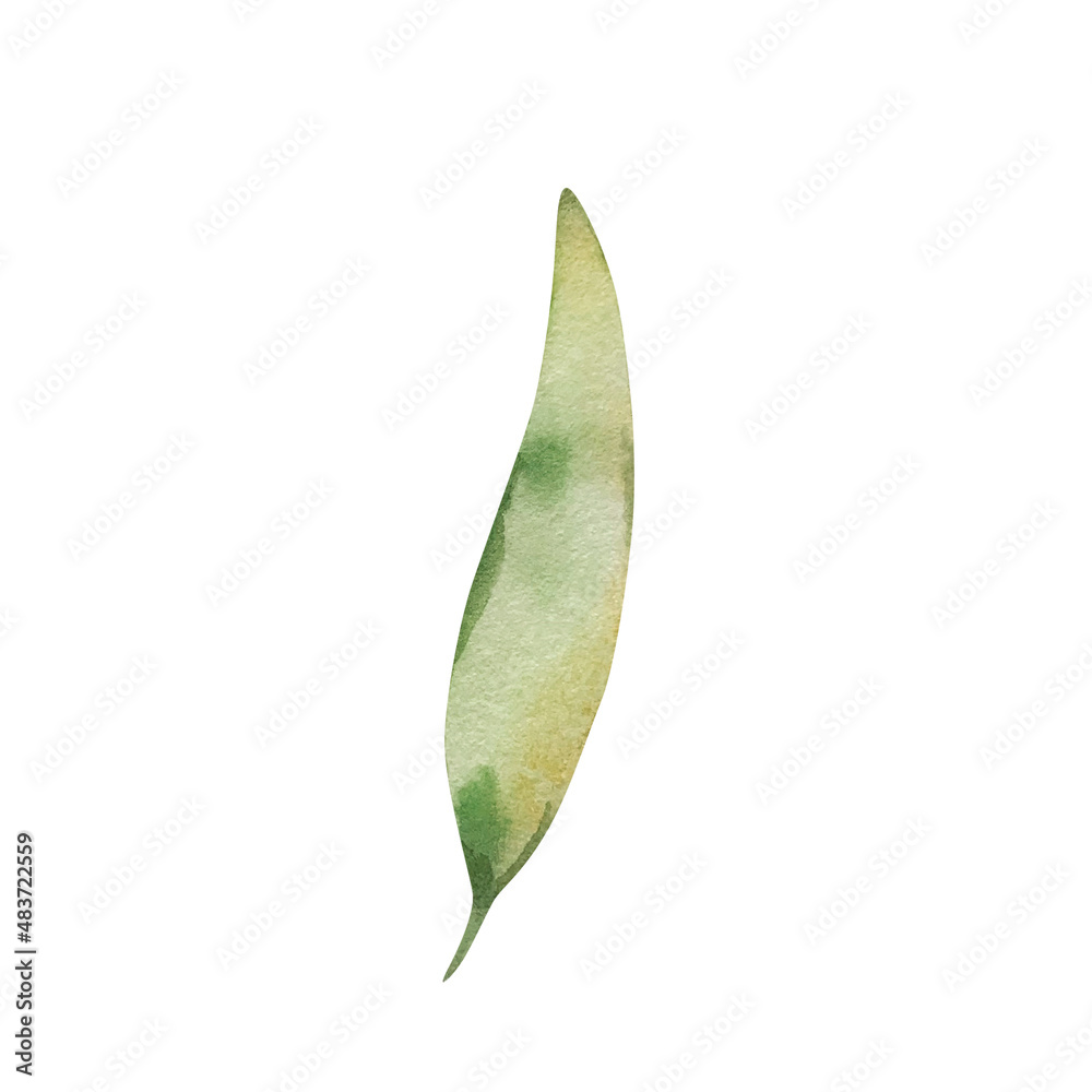 watercolor green long leaf