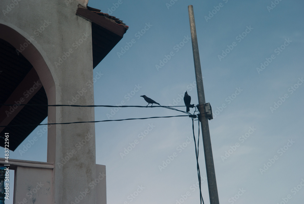 Bird on electric wire