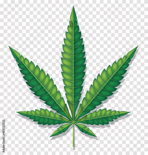 vector drawing of the marijuana leaf