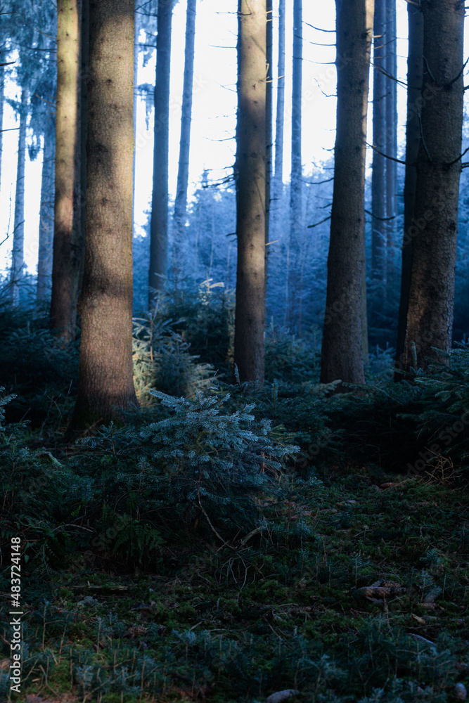 Fototapeta premium Forstwirtschaftlich genutzter Wald im Winter.