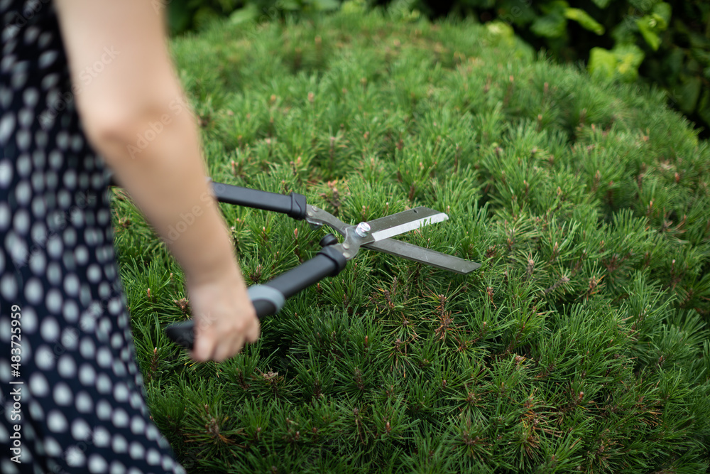 Obraz premium A woman cuts pine branches with garden shears.