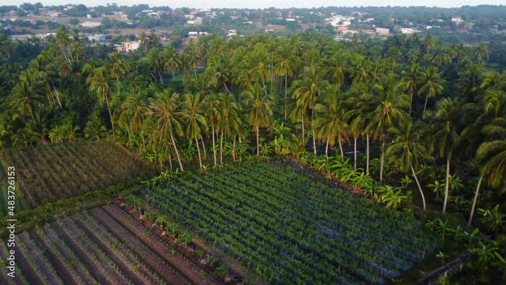 Plantation in rural area of Vietnam on the edge of coconut palm tree groove aerial Plantation in rural area of Vietnam on the edge of coconut palm tree groove aerial