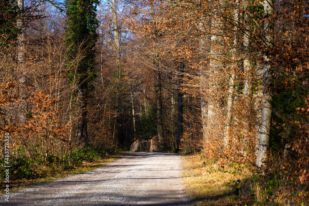 Fototapeta premium Rural gravel road in the woods with stacked fire wood and focus on background near the airport on a sunny winter day. Photo taken January 26th, 2022, Zurich, Switzerland.