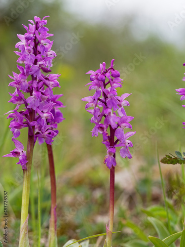 Kleines Knabenkraut  Anacamptis morio  Orchis morio