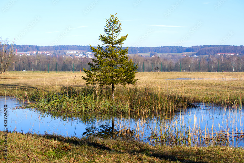 Pond with reed and fir tree reflections at nature reserve at the airport on a sunny winter day. Photo taken January 26th, 2022, Zurich, Switzerland.
