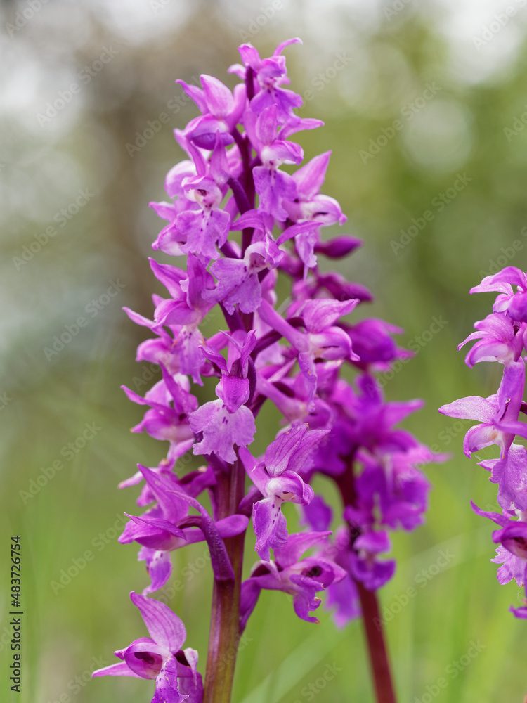 Kleines Knabenkraut, Anacamptis morio, Orchis morio Kleines Knabenkraut, Anacamptis morio, Orchis morio