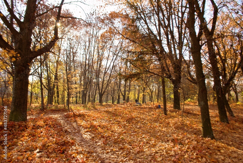 Fototapeta premium The photos were taken in autumn in good weather in nature, among the rich colors of autumn