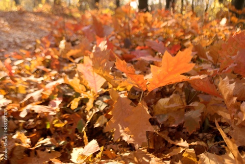 The photos were taken in autumn in good weather in nature, among the rich colors of autumn