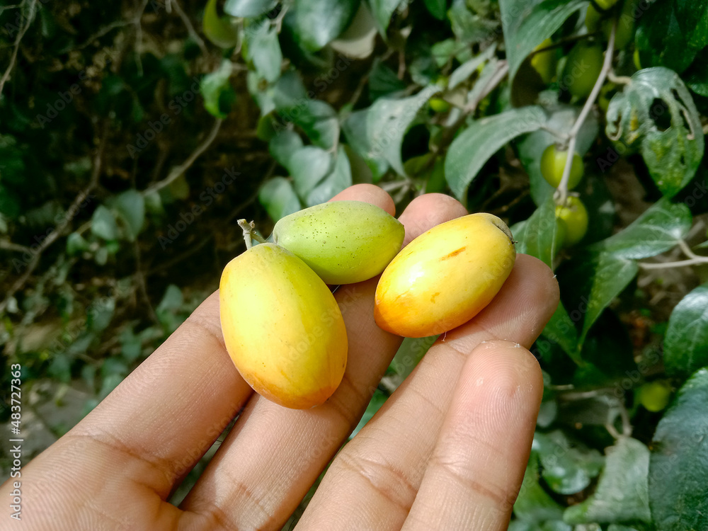 A farmer holding sweet Jujubes in hand in field. Fresh ripe jujube after harvesting. Delicious Asian Pakistani jujube or ber or berry fruit. Natural, Sweet food. Pakistani rural tradition, culture