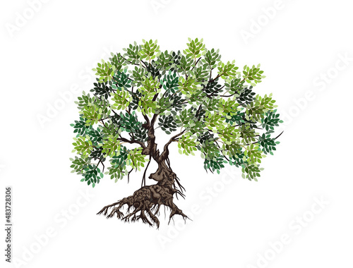 Mangrove tree vector illustrations  ready to print isolated on white background. realistic hand drawing. 