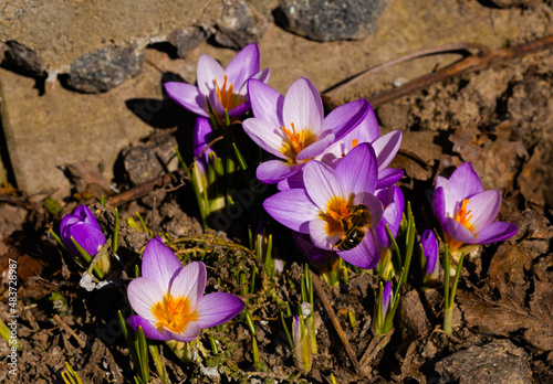 A bee collecting nectar on purple crocus flowers.