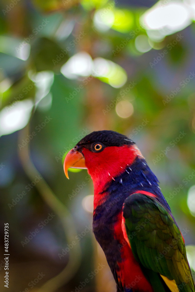Obraz premium Lorius Iory Parrot