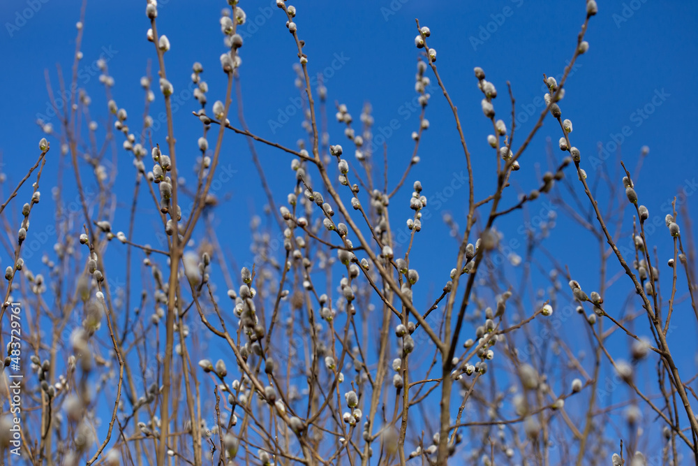 Twigs with Pussy willow buds. Shallow depth of field selective focus photo with blurred background. Twigs with Pussy willow buds. Shallow depth of field selective focus photo with blurred background.