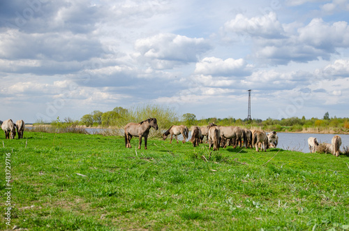 Fototapeta Naklejka Na Ścianę i Meble -  horses on the meadow