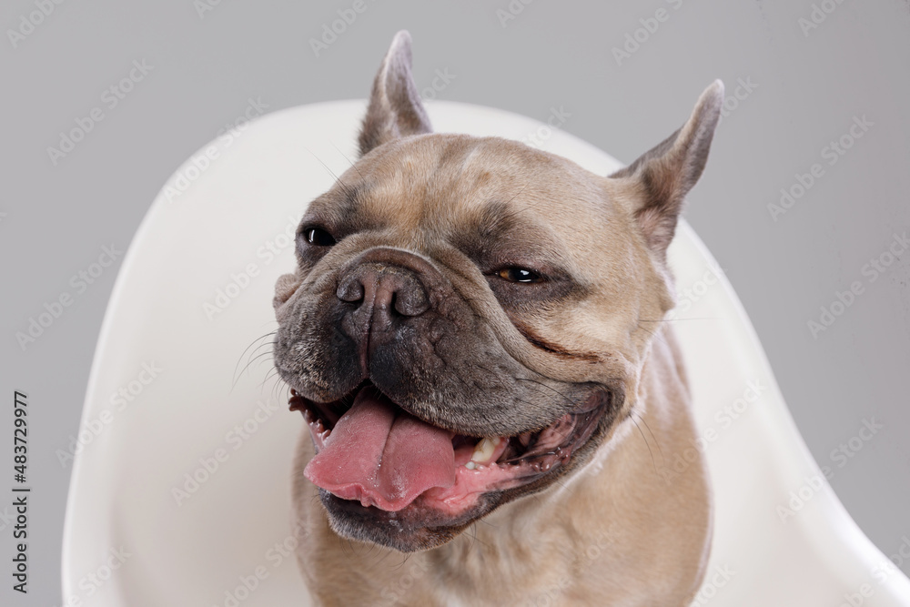 Portrait of adorable, happy dog of the French Bulldog breed. Cute smiling dog sitting on a chair. Free space for text. Gray background.