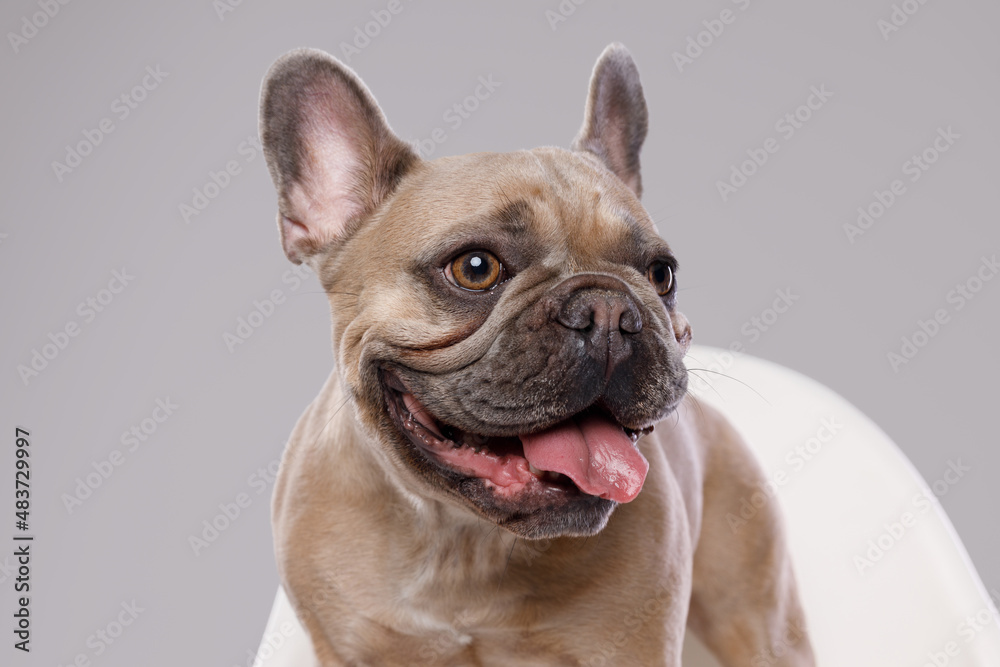 Portrait of adorable, happy dog of the French Bulldog breed. Cute smiling dog licking lips and asks for food. Free space for text. Gray background. Puppy for advertising tape.