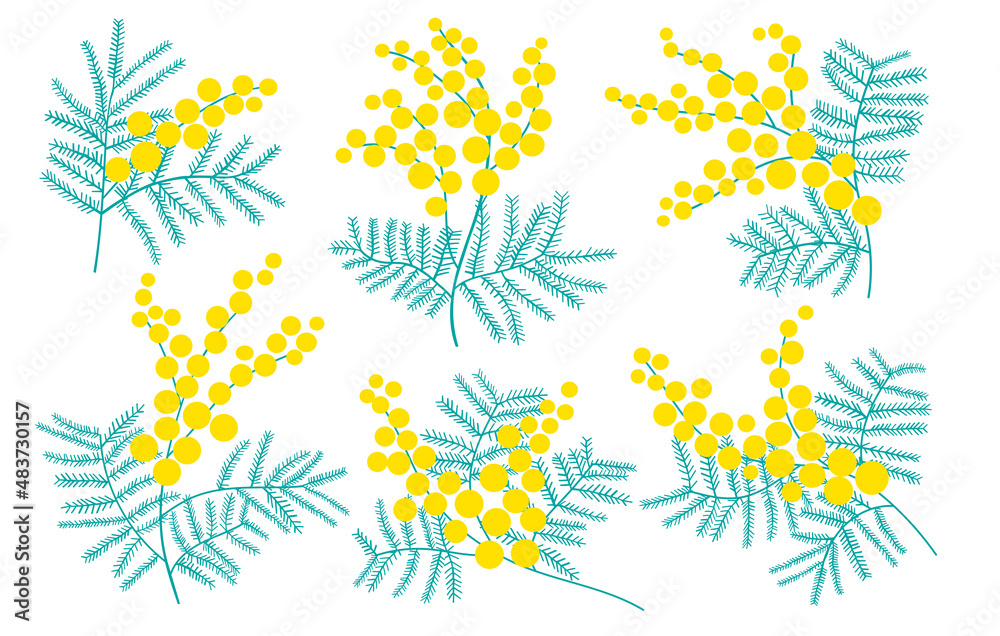 Mimosa flower vector illustration. Blossom mimosa plant