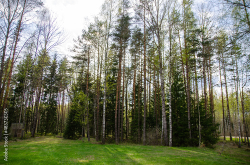 forest in the morning