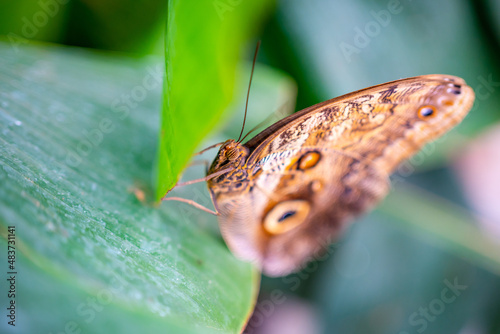 Close up view of large tropical butterfly  photo