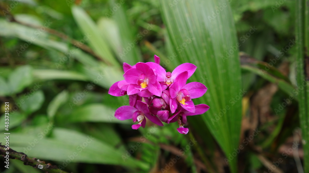 Fototapeta premium Close up of a purple ground orchid flower cluster