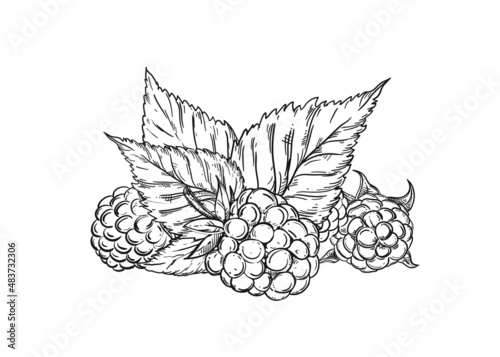 Hand drawn sketch black and white of raspberry branch, berry, leaf. Vector illustration. Elements in graphic style label, card, sticker, menu, package. Engraved style illustration.