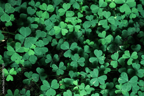 Vászonkép Green background with three-leaved shamrocks, Lucky Irish Four Leaf Clover in the Field for St