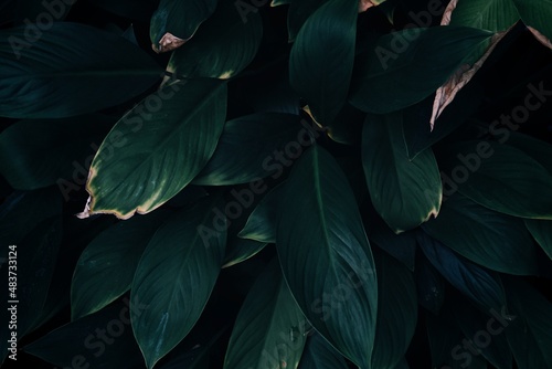 green leaves texture and background