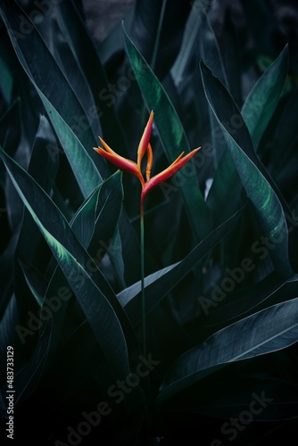 tropical leaves nature background and texture