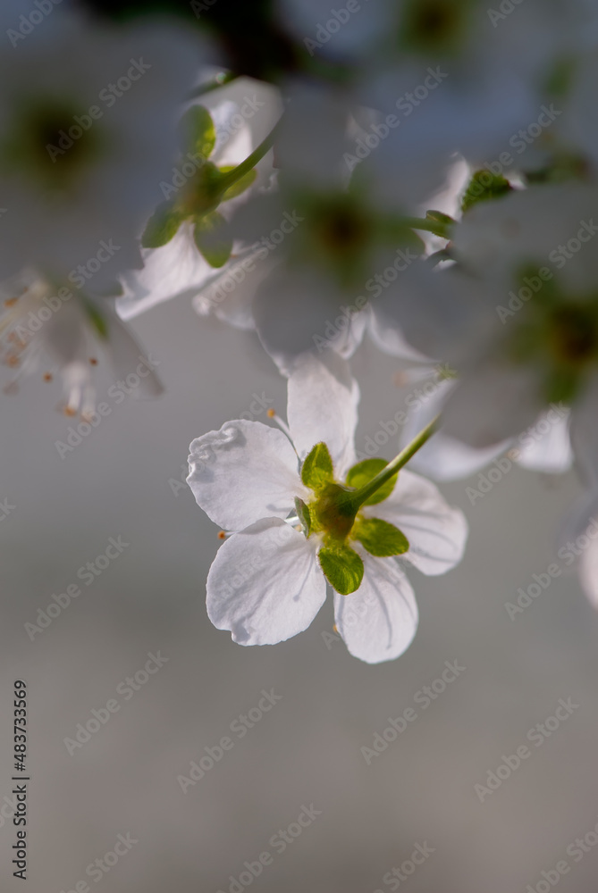 Blossoming plum flower on a blurred background in the garden.