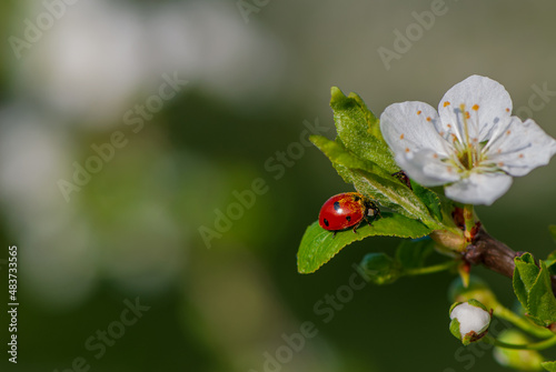 Ladybug pollinates plum flowers, close-up.