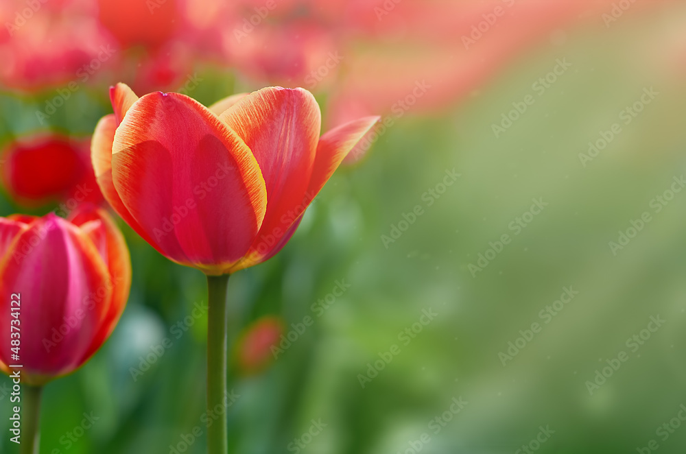 red tulips in selective focus on blurred background in rays of sun
