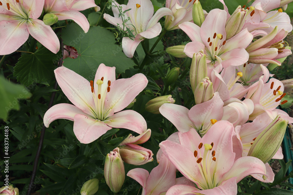 Obraz premium delicate pink lilies bloom in the summer garden