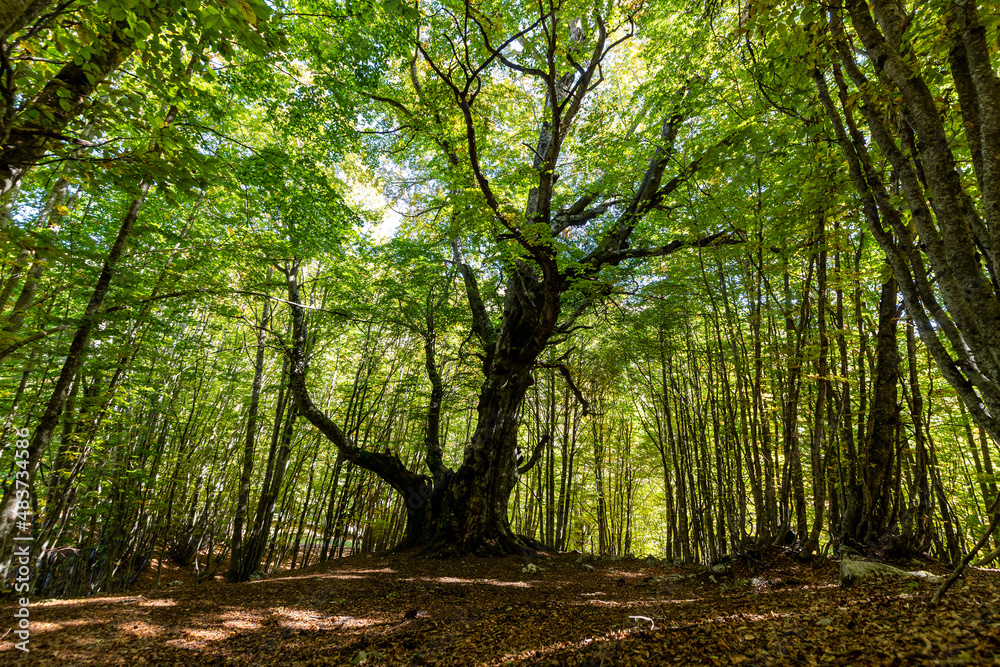 Large ancient beech in Italy. Walking in the ancient beech forest in Abruzzo. Concept of nature and wellness. Large ancient beech in Italy. Walking in the ancient beech forest in Abruzzo. Concept of nature and wellness.