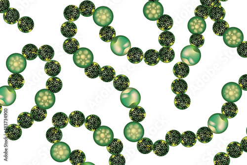 Structure of cyanobacteria (Cyanobacteria, also known as Cyanophyta in biology  photo