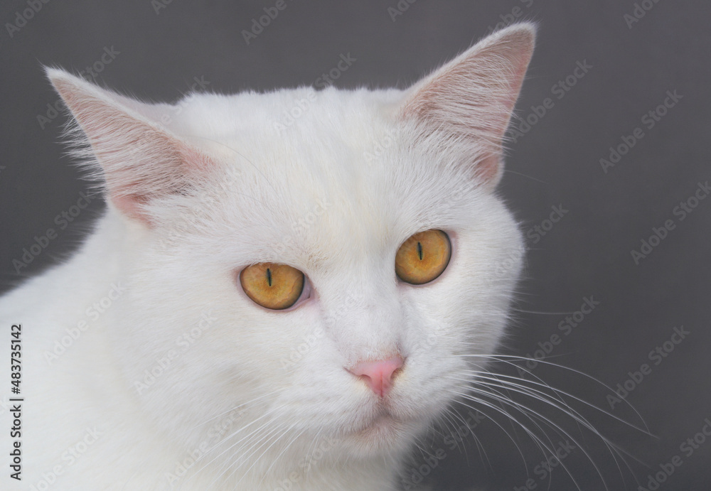 White male cat on gray background 