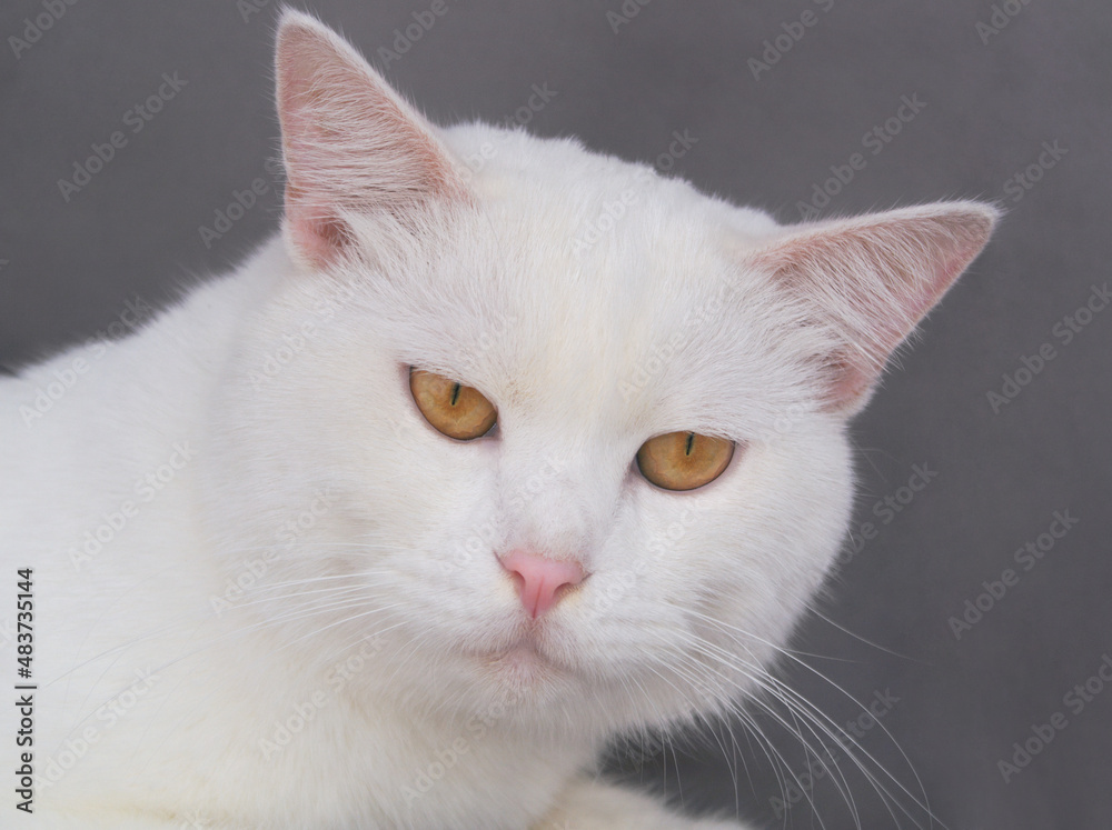White cat on gray background close up