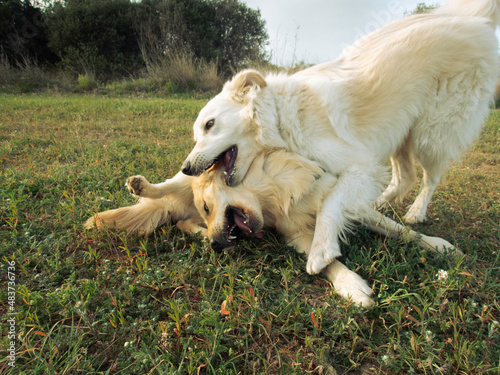 Great White Pyrenean Mountain dog playing with Golden Retriever in a meadow. Playful dogs. Dogs behaviour