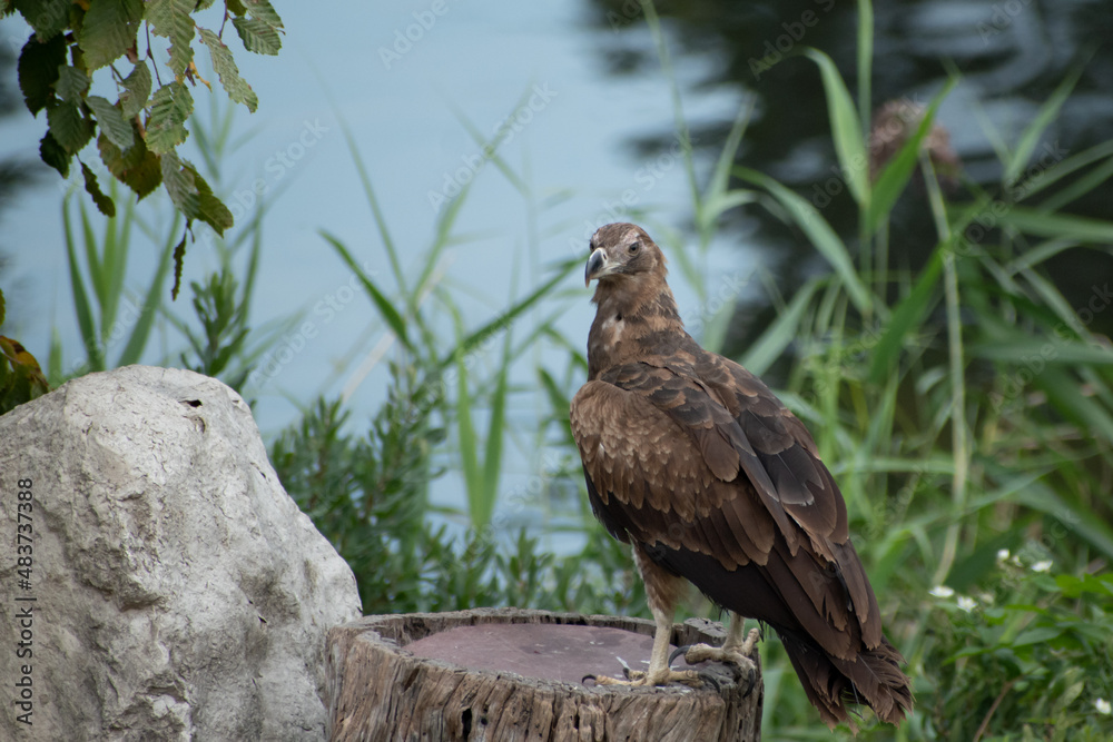 Fototapeta premium Hawk perched on a tree trunk near a lake, during th autumn season in the Netherlands