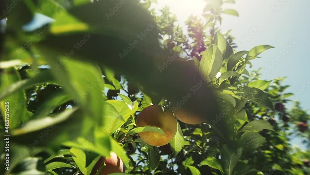 A peach tree with ripe fruits in the garden of Israel. Close-up