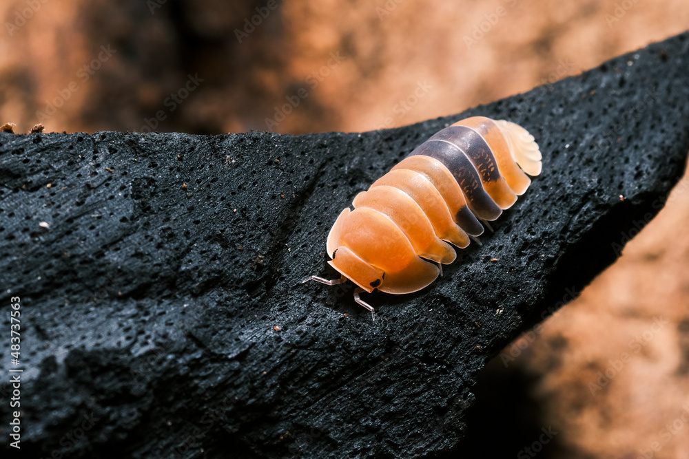 Isopod Cubaris Rubber ducky, On the bark in the deep forest, macro