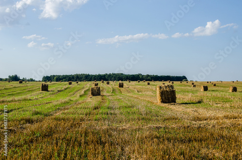 Straw in the meadow. Wheat yellow-golden harvest in summer. Country natural landscape.