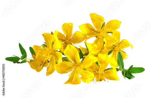 Saint John's wort flower isolated on white. Tutsan isolated on white background. Herbal medicinal plant