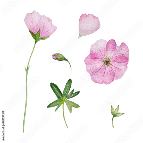 watercolor pink flowers and petals