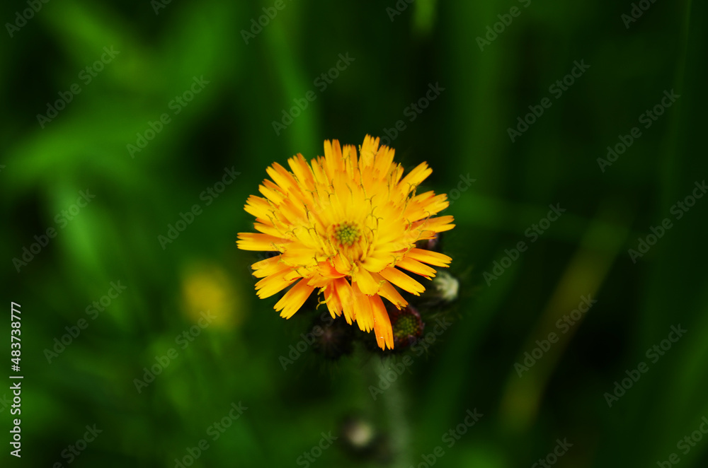 Obraz premium Vibrant orange, pilosella aurantiaca, orange hawk bit, devil's paintbrush wild flower